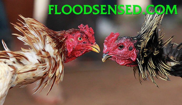 Đá Gà Trực Tiếp - Trải nghiệm tuyệt vời