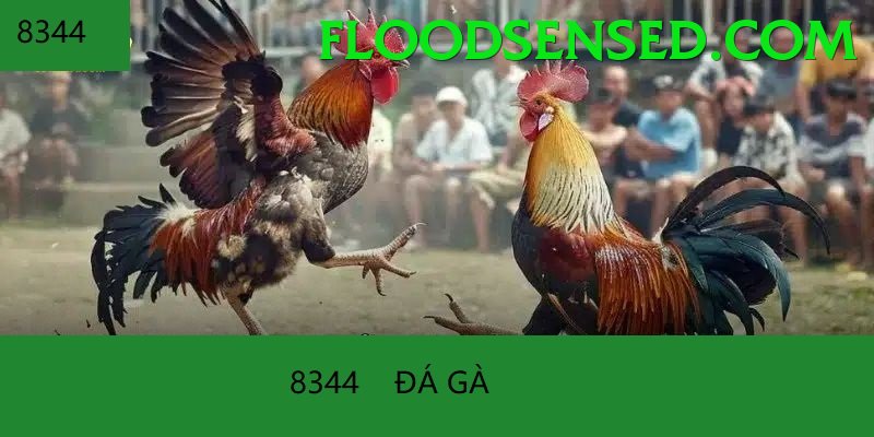 Đá Gà Trực Tiếp - Ưu đãi đặc biệt